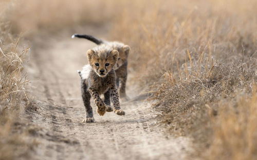 Cheetah male walking and looking for prey