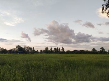 Scenic view of agricultural field against sky