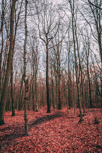 Bare trees in forest during autumn