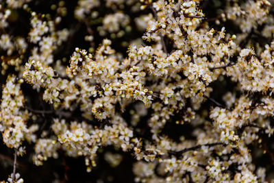 Close-up of white cherry blossoms in spring