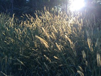 Close-up of stalks growing on grassy field