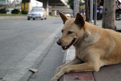 Stray dog lying on sidewalk in city