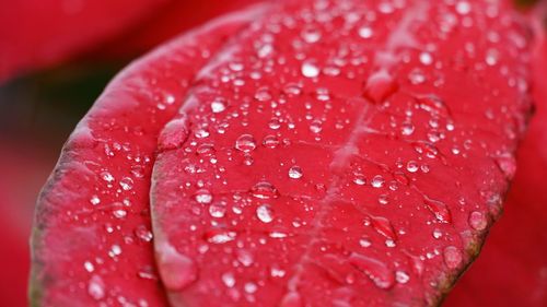 Close-up of water drops on red rose