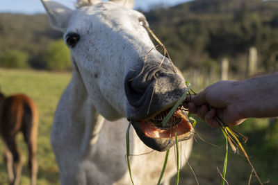 Close-up of hand feeding