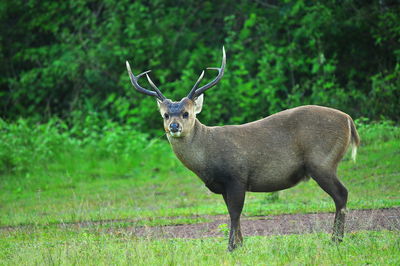 Portrait of deer standing on field