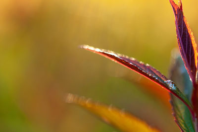 Close-up of wet plant during rainy season