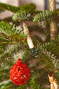 Close-up of christmas tree