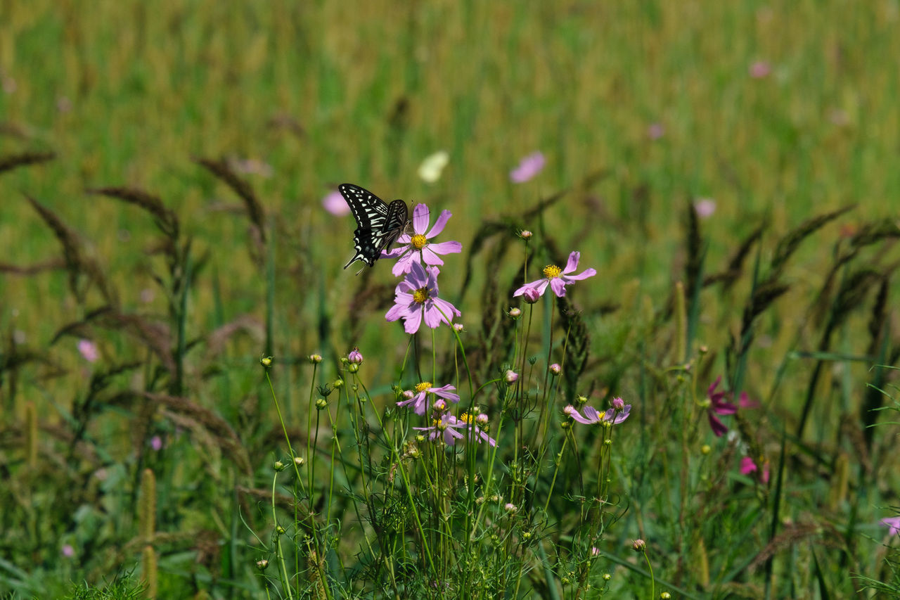 CLOSE-UP OF BUTTERFLY POLLINATING FLOWER