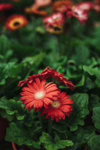 Close-up of red flowering plant