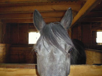 Portrait of horse in stable