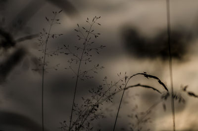 Close-up of plants against the sky