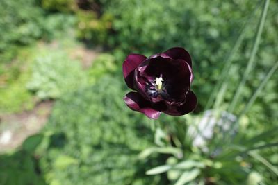 Close-up of purple rose flower