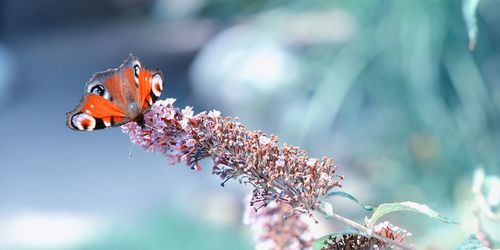 Close-up of butterfly pollinating on flower