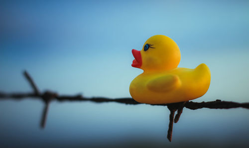 Close-up of yellow bird against clear blue sky