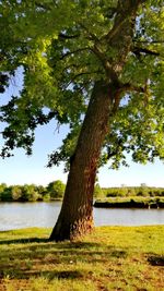 Tree by lake against sky