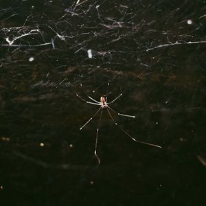 Close-up of spider on web