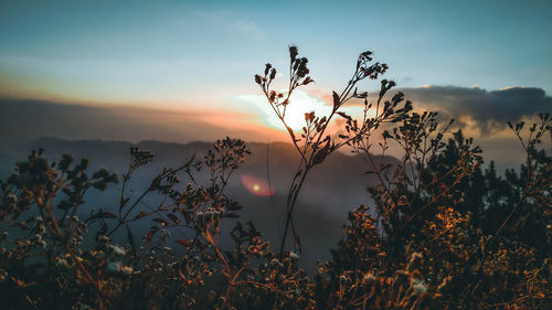 Silhouette plants against sky during sunset