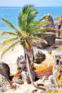 Coconut palm tree by sea against sky