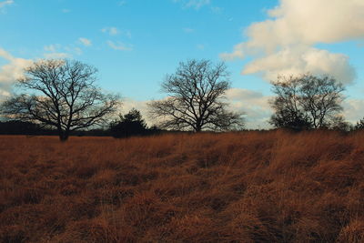 Bare trees on field against sky