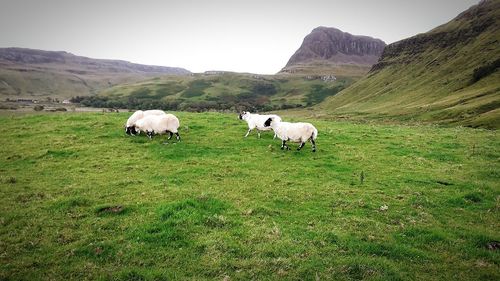 Sheep grazing on grassy field