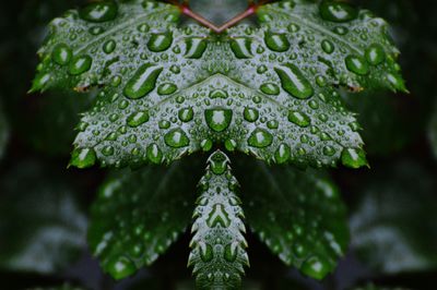 Close-up of raindrops on leaf