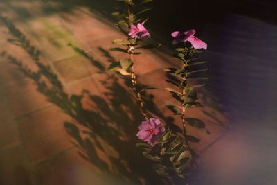 Close-up of pink flowering plant