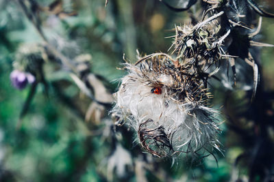 Close-up of wilted plant