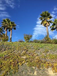 Scenic view of trees on field against sky