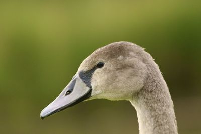 Close-up of a bird