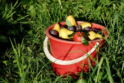 High angle view of fruits on field