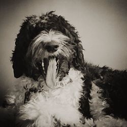 Close-up of dog against gray background