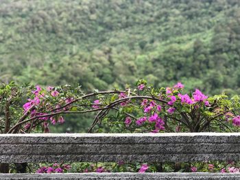 Close-up of pink flowering plants in park