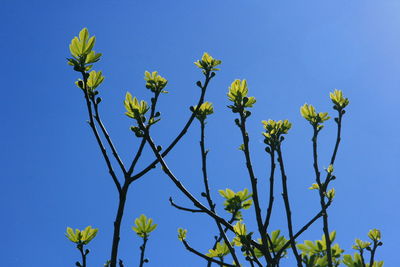 Low angle view of flowers growing against clear blue sky