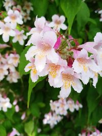 Close-up of pink flowers blooming outdoors