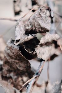 Close-up of dried leaves