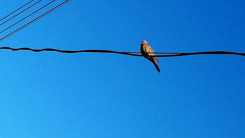 Low angle view of bird flying against clear blue sky