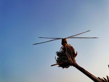 Low angle view of insect against clear sky