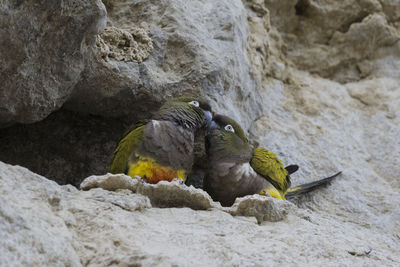 Close-up of birds on rock