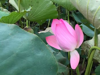 Close-up of pink lotus water lily