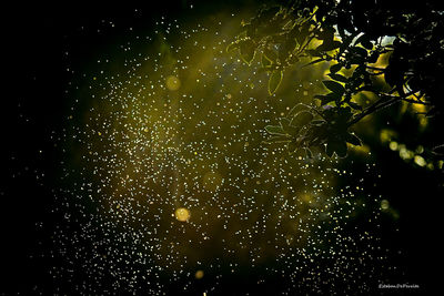 Low angle view of raindrops on plant at night