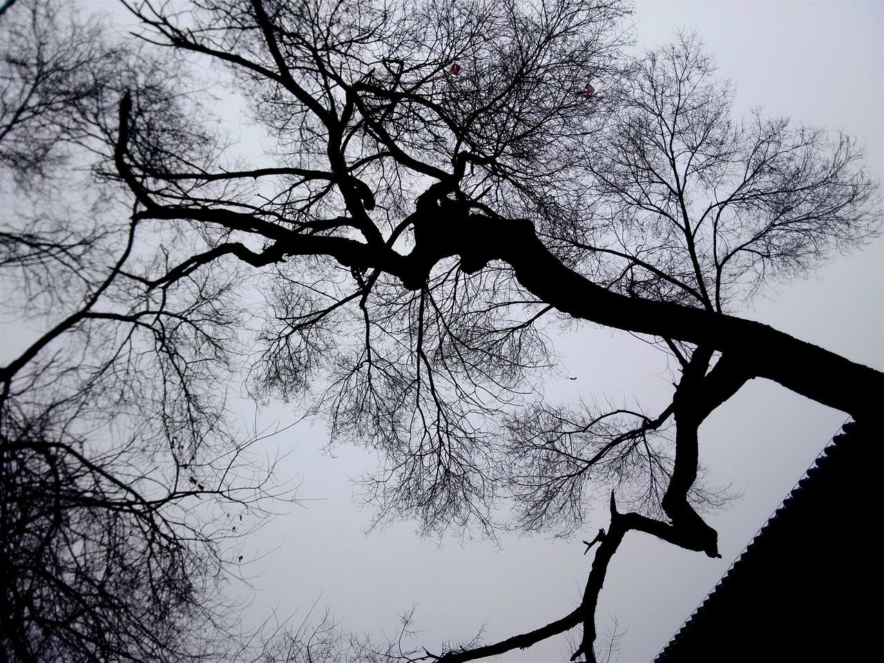 bare tree, branch, tree, silhouette, low angle view, tranquility, tree trunk, nature, sky, clear sky, scenics, beauty in nature, tranquil scene, outdoors, no people, growth, day, dusk, dead plant, non-urban scene