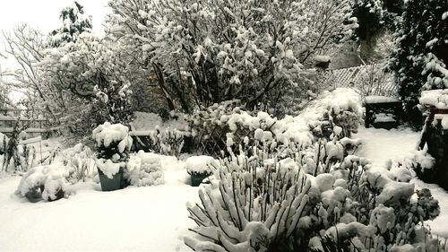 Scenic view of snow covered landscape