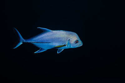 Fish swimming in sea