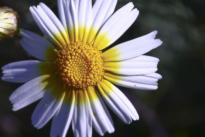 Close-up of flower blooming outdoors