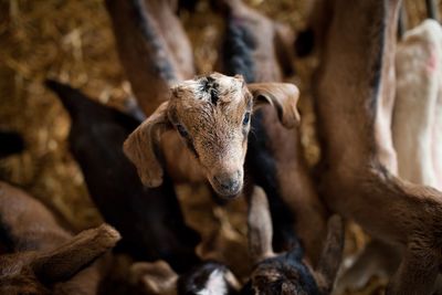 High angle view of goats