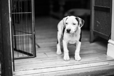 Portrait of dog sitting by entrance