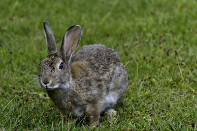 Close-up of sheep on field