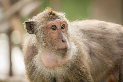 Close-up of monkey