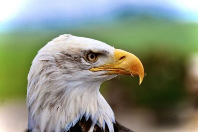 Close-up of eagle against blurred background