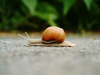 Close-up of snail on ground